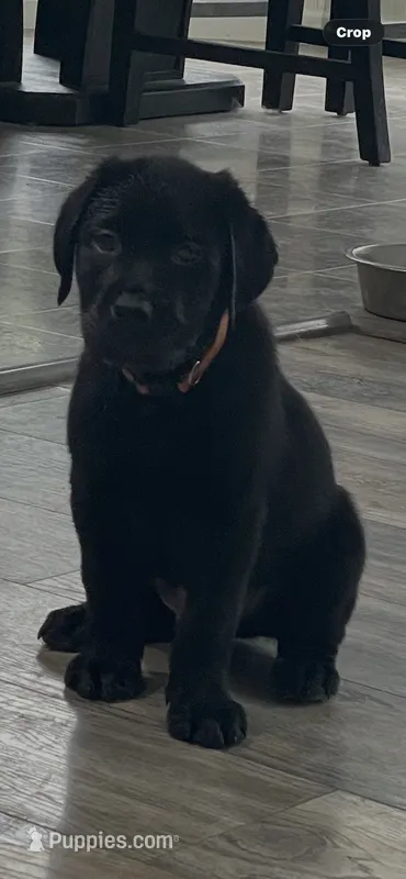 Orange Collar  – Labrador Retriever puppy for sale in Kane, IL