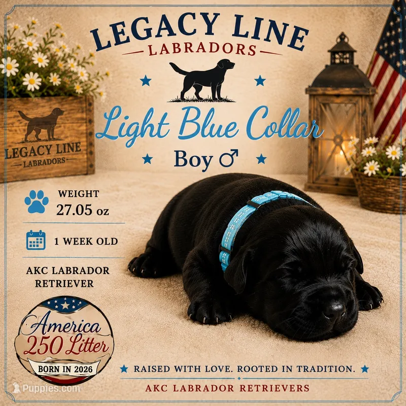 Light Blue Collar – Labrador Retriever puppy for sale in Kane, IL