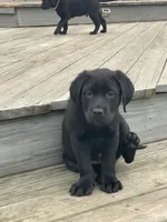 Red Collar , a male Labrador Retriever for sale in Kane, IL – 2 of 6