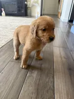 Darling, a female Golden Retriever for sale in Colorado Springs, CO – Photo 3 of 4