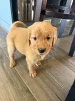 Darling, a female Golden Retriever for sale in Colorado Springs, CO – Photo 2 of 4