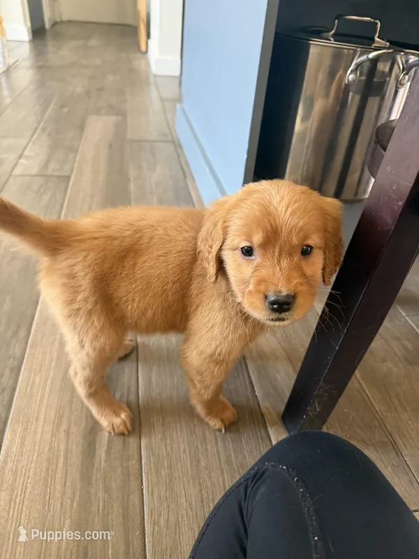 Darling – Golden Retriever puppy for sale in Colorado Springs, CO