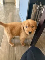 Darling, a female Golden Retriever for sale in Colorado Springs, CO – Photo 1 of 4