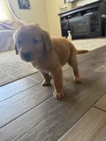 Darling, a female Golden Retriever for sale in Colorado Springs, CO – Photo 4 of 4