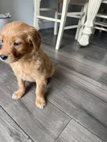 Lemon, a female Golden Retriever for sale in Colorado Springs, CO – Photo 3 of 3