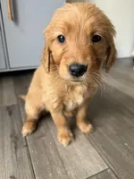 Lemon, a female Golden Retriever for sale in Colorado Springs, CO – Photo 2 of 3
