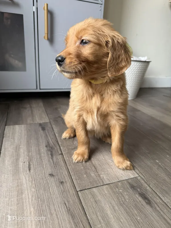 Lemon – Golden Retriever puppy for sale in Colorado Springs, CO