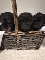 Mr. Reagan, a male Poodle - Miniature  for sale in Sparta, TN – Photo 3 of 3