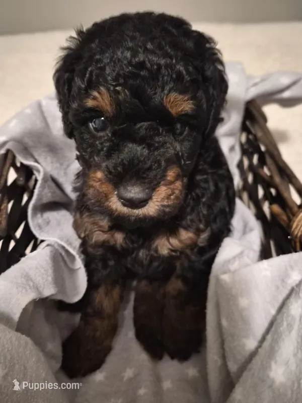 Mr. Reagan – Poodle - Miniature  puppy for sale in Sparta, TN