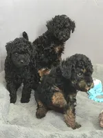 Mr. Reagan, a male Poodle - Miniature  for sale in Sparta, TN – Photo 2 of 3