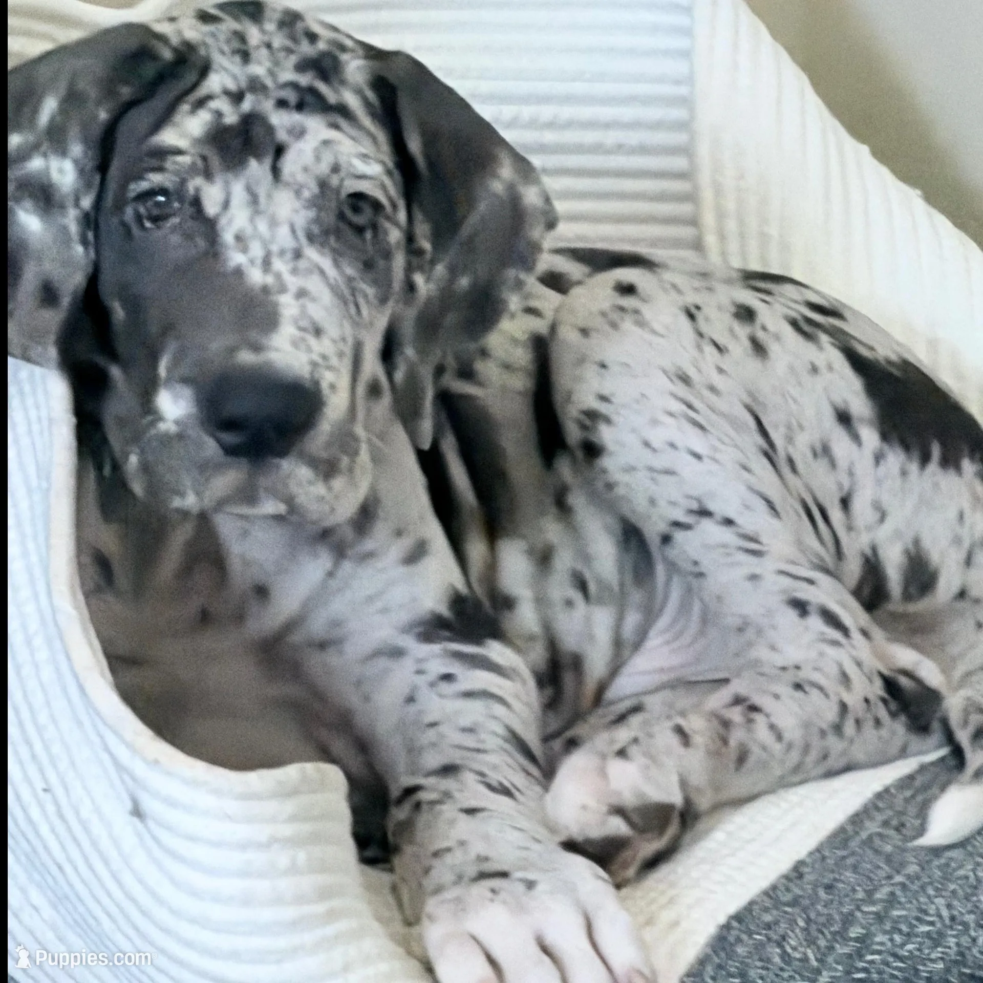 Henry , a male Great Dane for sale in Orlando, FL – Photo 2 of 3