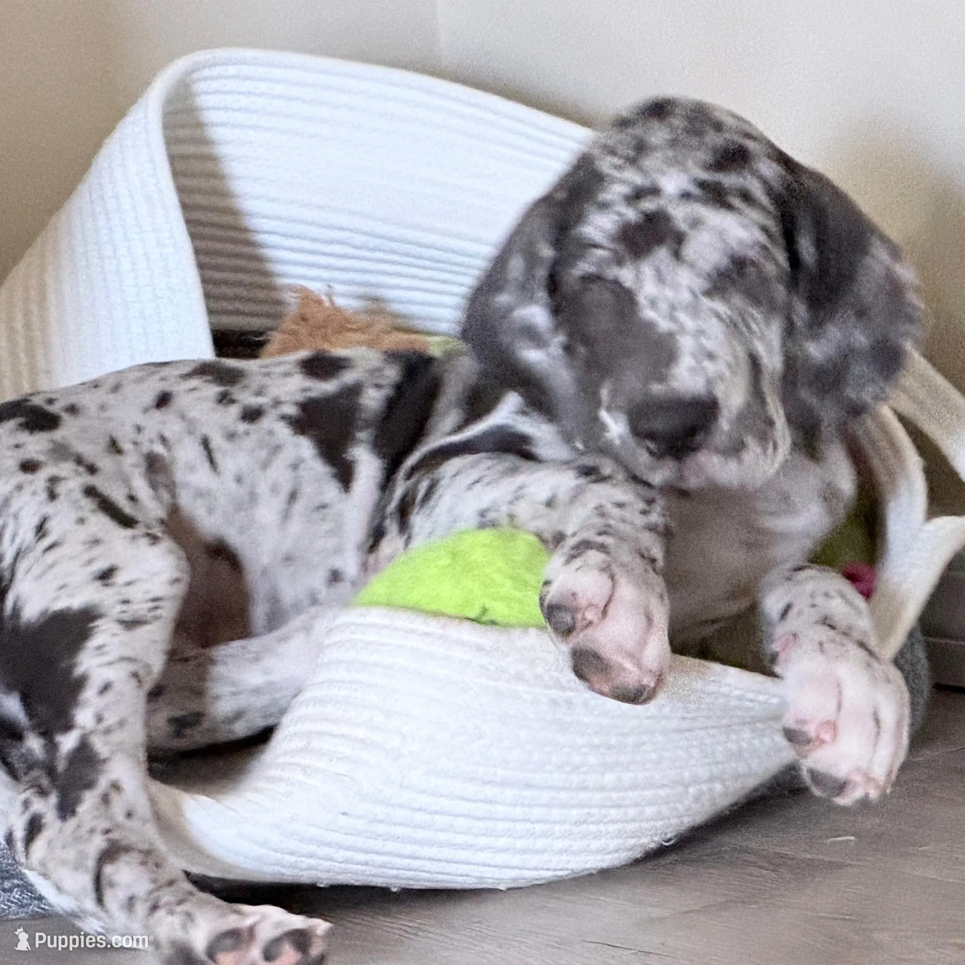 Henry , a male Great Dane for sale in Orlando, FL – Photo 3 of 3