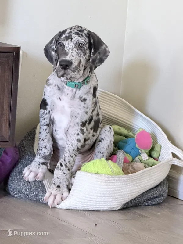 Henry , a male Great Dane for sale in Orlando, FL – Photo 1 of 3