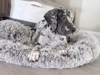 Henry , a male Great Dane for sale in Orlando, FL – Photo 6 of 6