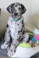 Henry , a male Great Dane for sale in Orlando, FL – Photo 4 of 6