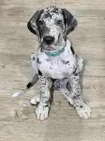Henry , a male Great Dane for sale in Orlando, FL – Photo 3 of 6