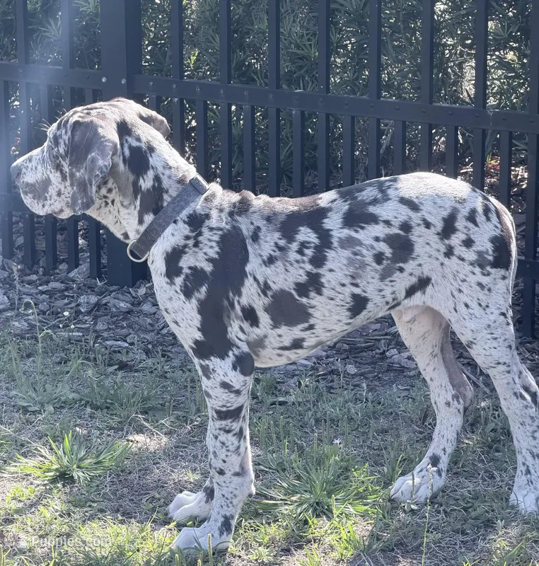 Henry , a male Great Dane for sale in Orlando, FL – Photo 1 of 6