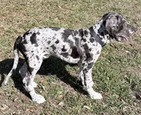 Henry , a male Great Dane for sale in Orlando, FL – Photo 2 of 6