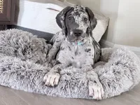 Henry , a male Great Dane for sale in Orlando, FL – Photo 5 of 6