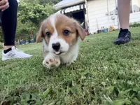 Nibbles, a male Pembroke Welsh Corgi for sale in Charleston, WV – 2 of 3