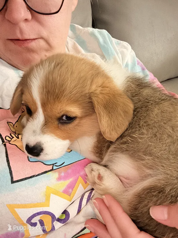 Nibbles – Pembroke Welsh Corgi puppy for sale in Charleston, WV