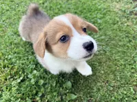 Nibbles, a male Pembroke Welsh Corgi for sale in Charleston, WV – 3 of 3