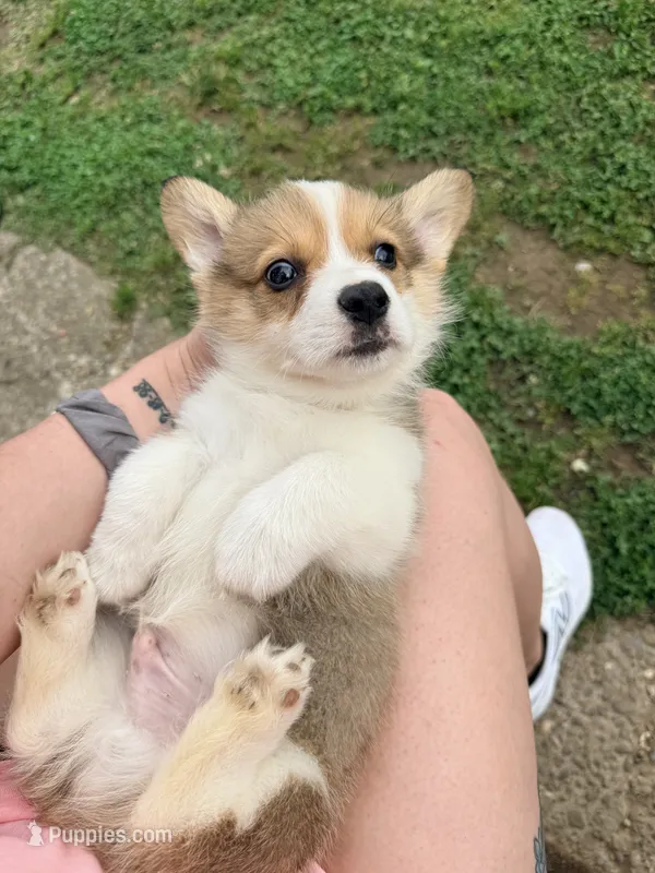 Potato  – Pembroke Welsh Corgi puppy for sale in Charleston, WV