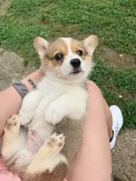Potato , a male Pembroke Welsh Corgi for sale in Charleston, WV – 1 of 4