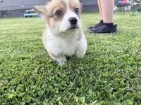Potato , a male Pembroke Welsh Corgi for sale in Charleston, WV – 3 of 4