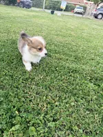 Potato , a male Pembroke Welsh Corgi for sale in Charleston, WV – 4 of 4