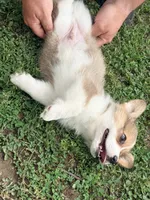 Potato , a male Pembroke Welsh Corgi for sale in Charleston, WV – 2 of 4