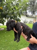 Yellow Collar, a male German Shepherd Dog and Labrador Retriever for sale in El Dorado Hills, CA – 3 of 3