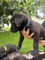 Blue Collar, a male German Shepherd Dog and Labrador Retriever for sale in El Dorado Hills, CA – 3 of 4