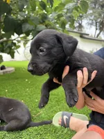 Light Blue Collar, a male German Shepherd Dog and Labrador Retriever for sale in El Dorado Hills, CA – 3 of 4