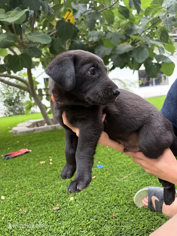 Orange Collar – German Shepherd Dog, Labrador Retriever puppy for sale in El Dorado Hills, CA