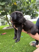 Orange Collar, a male German Shepherd Dog and Labrador Retriever for sale in El Dorado Hills, CA – 1 of 4