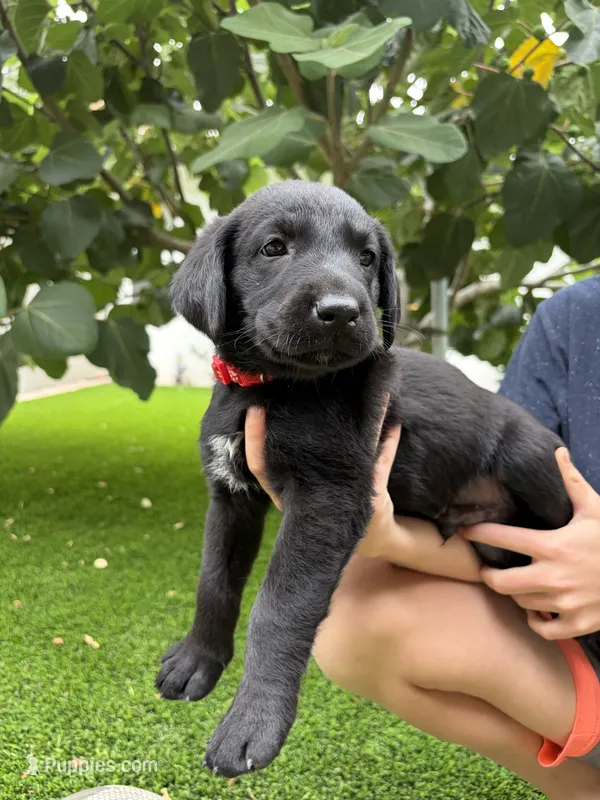 Red Collar – German Shepherd Dog, Labrador Retriever puppy for sale in El Dorado Hills, CA