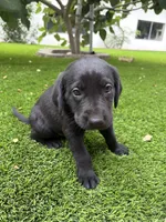 Green Collar, a male German Shepherd Dog and Labrador Retriever for sale in El Dorado Hills, CA – 4 of 4