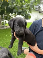 Pink Collar, a female German Shepherd Dog and Labrador Retriever for sale in El Dorado Hills, CA – 2 of 3