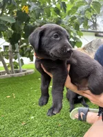 Orange Collar, a male German Shepherd Dog and Labrador Retriever for sale in El Dorado Hills, CA – 2 of 4