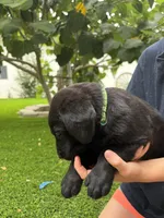 Green Collar, a male German Shepherd Dog and Labrador Retriever for sale in El Dorado Hills, CA – 3 of 4
