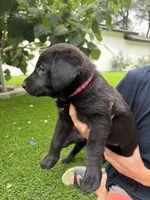 Pink Collar, a female German Shepherd Dog and Labrador Retriever for sale in El Dorado Hills, CA – 3 of 3