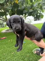 Orange Collar, a male German Shepherd Dog and Labrador Retriever for sale in El Dorado Hills, CA – 3 of 4