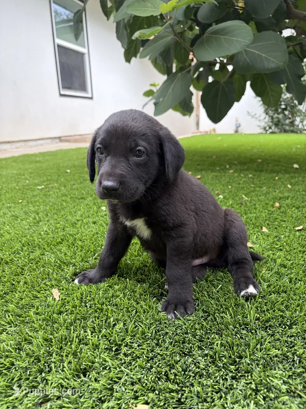 Blue Collar – German Shepherd Dog, Labrador Retriever puppy for sale in El Dorado Hills, CA