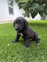 Blue Collar, a male German Shepherd Dog and Labrador Retriever for sale in El Dorado Hills, CA – 1 of 4