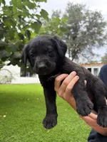 Yellow Collar, a male German Shepherd Dog and Labrador Retriever for sale in El Dorado Hills, CA – 2 of 3