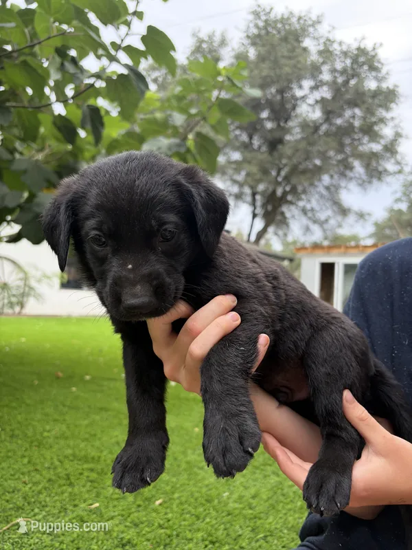 Yellow Collar – German Shepherd Dog, Labrador Retriever puppy for sale in El Dorado Hills, CA
