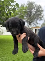 Yellow Collar, a male German Shepherd Dog and Labrador Retriever for sale in El Dorado Hills, CA – 1 of 3