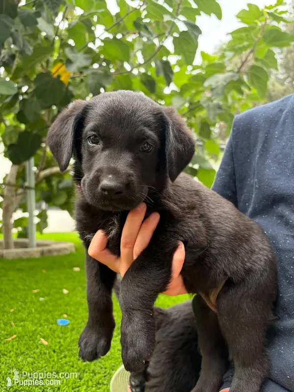 Pink Collar – German Shepherd Dog, Labrador Retriever puppy for sale in El Dorado Hills, CA