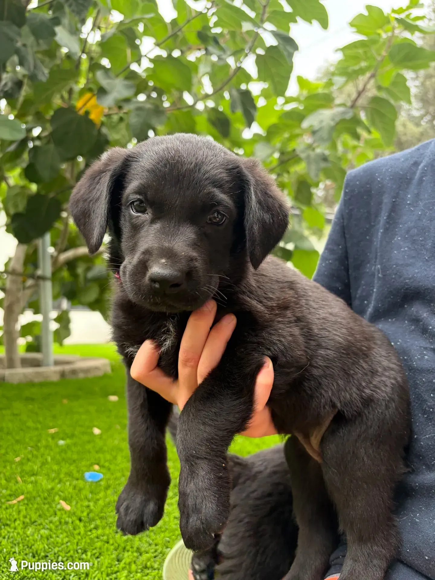 Pink Collar, a female German Shepherd Dog and Labrador Retriever for sale in El Dorado Hills, CA – 1 of 3